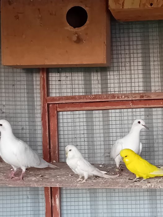 Cukrówki ńiebieskie młode