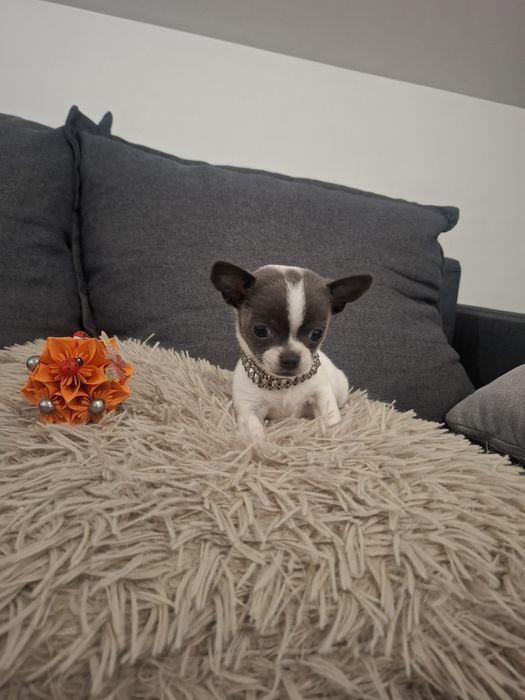 Malutki błękitno biały piesek