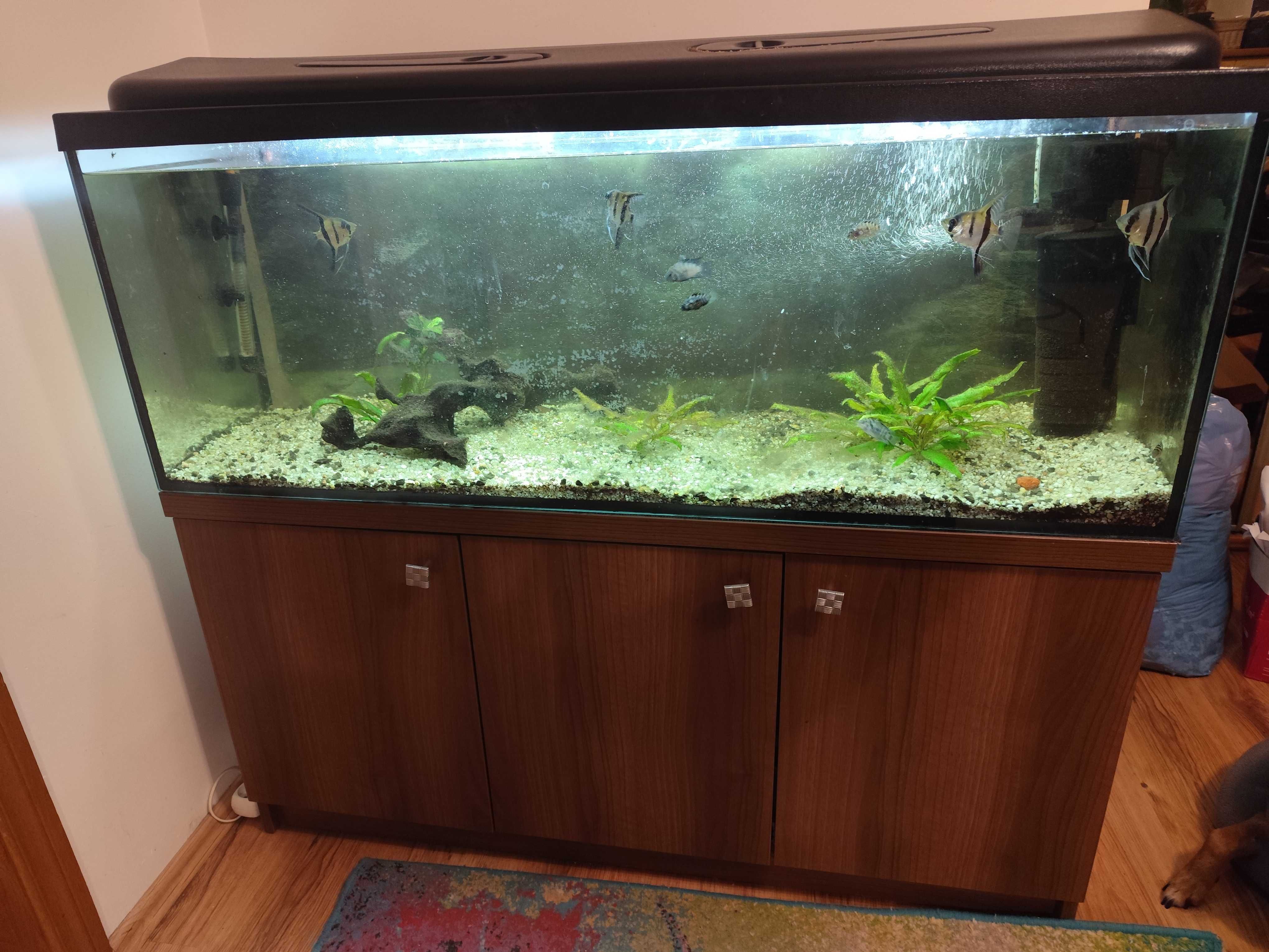 Akwarium 250 l z szafką i sprzetem