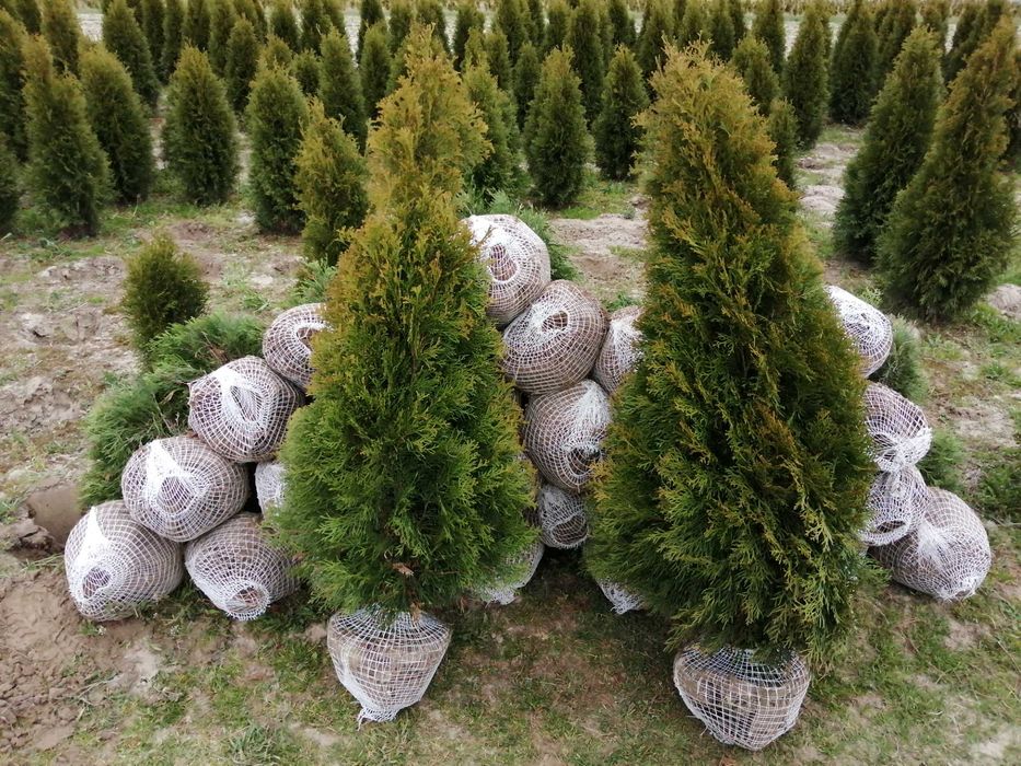 Thuja Tuja Smaragd 100-120cm Szmaragd (nie Brabant) żywopłot