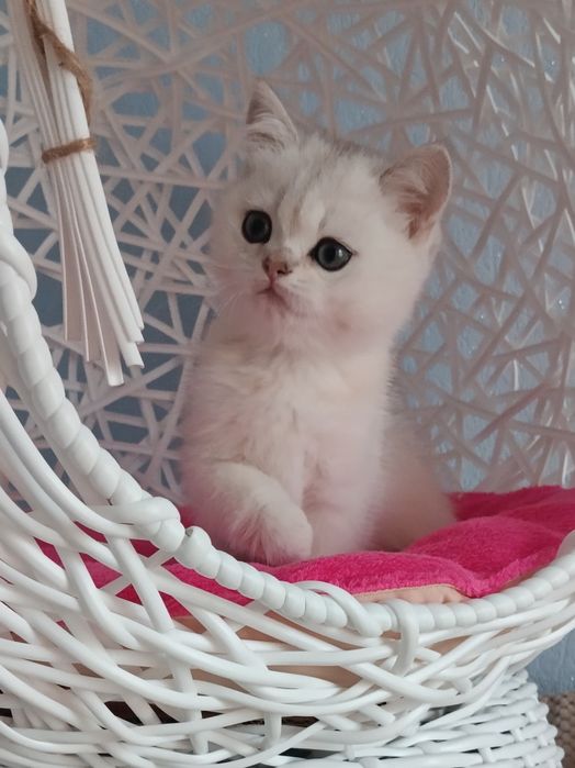 Шикарний котик чекає на свою родину