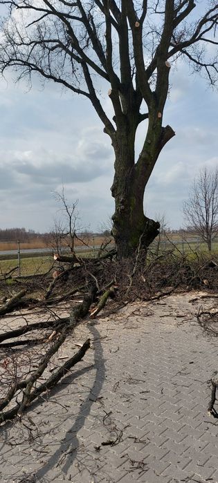 Wycinka drzew, przecinka lasów, karczowanie, koszenie, porządkowanie