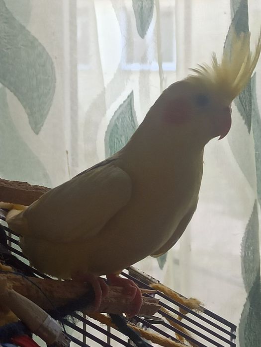 Продаются такие малыши всем по 2 месяца. 1. 1500 пара за 3000,