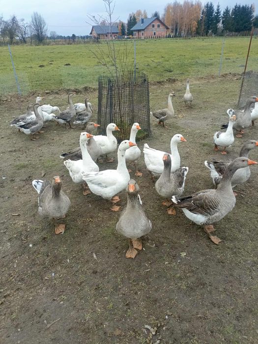 Sprzedam gęsi landes i kołudzkie