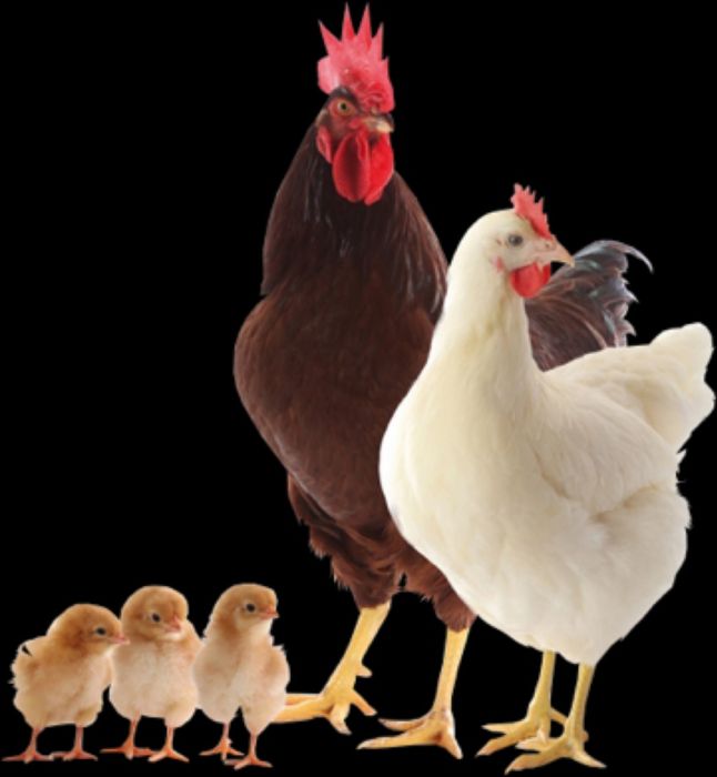 Інкубаційне яйце різного напрямку індиків гусей качок курей