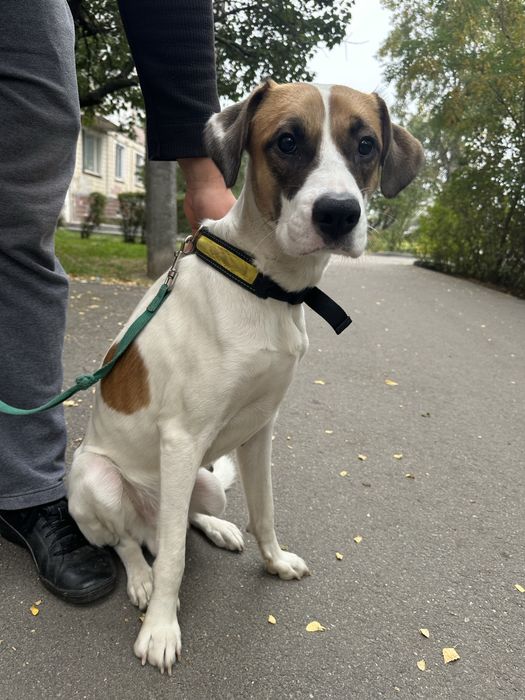 Безкоштовно в надійні руки