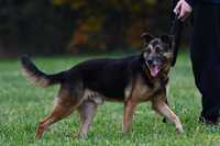 Przepiękny pies szuka domu, owczarek niemiecki