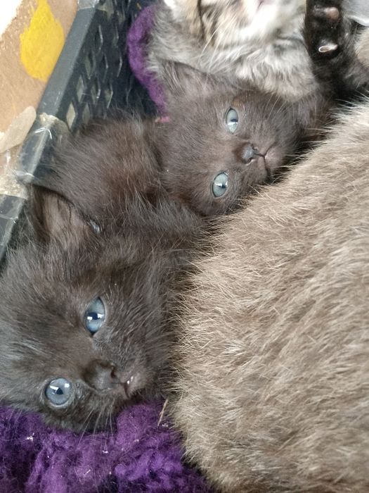 Відам кошенят в добрі руки