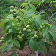 Саджанці горіа. грецькій горіх. горіх велікан, гігант. Горіх.