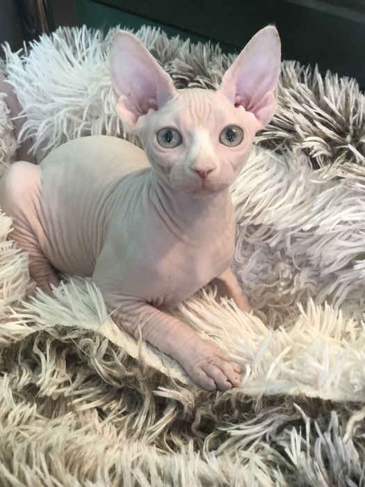 Белоснежный канадский сфинкс девоча