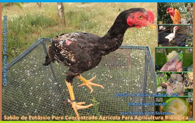 Promoção para esta semana Índios Gigantes já 1,05m deste ano.