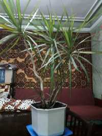 Комнатное растение, пальма "Драцена обычная"