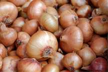 Cebula od producenta 60 groszy za kg