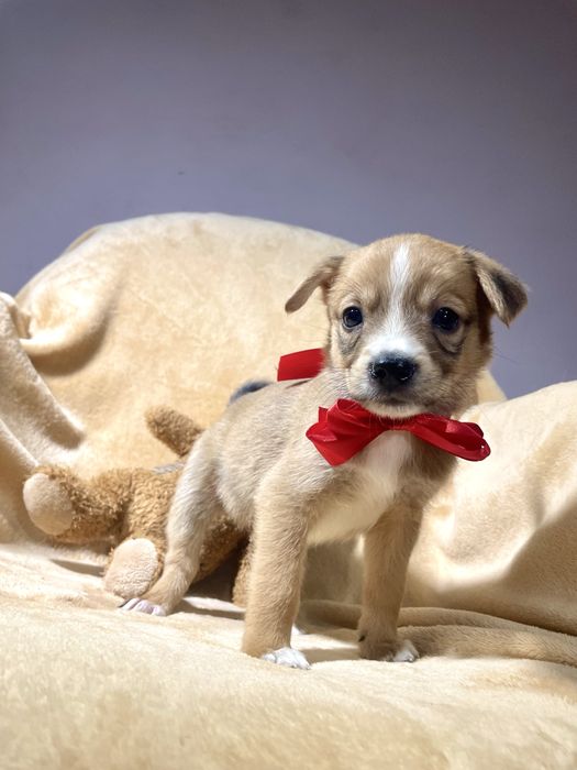 Врятована дівчинка шукає родину