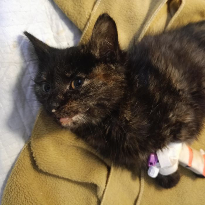 Шукаємо сім'ю для кошеня