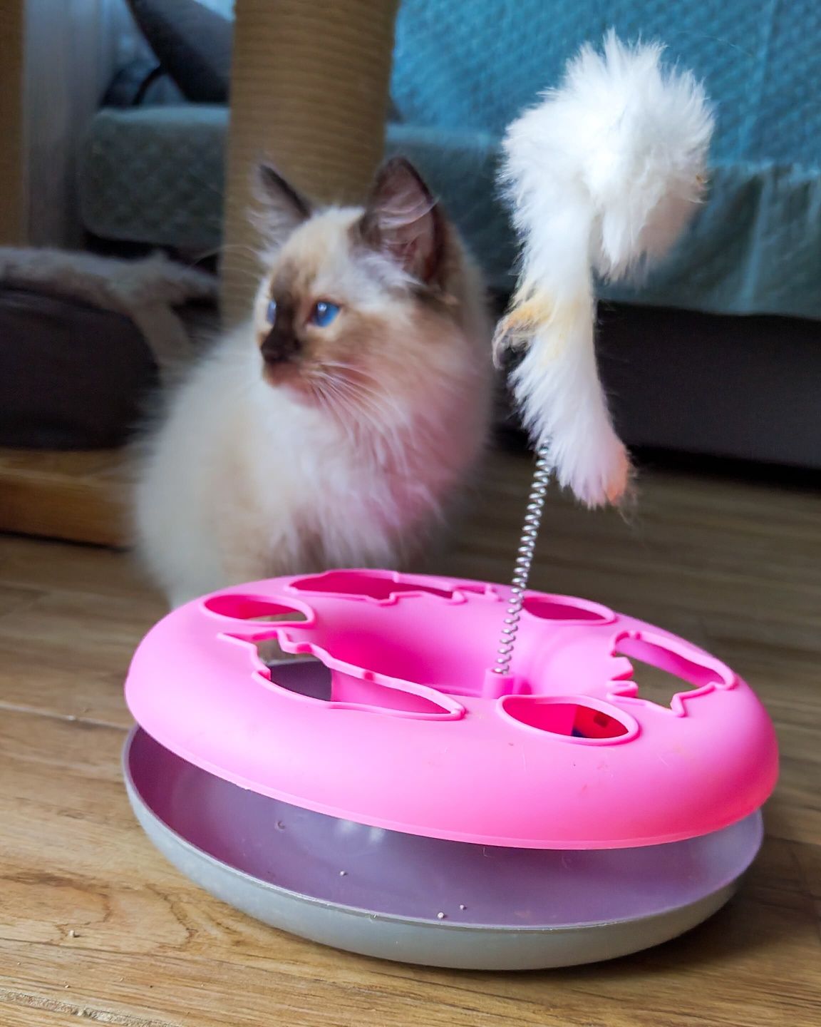 Kocurek ragdoll już do odbior