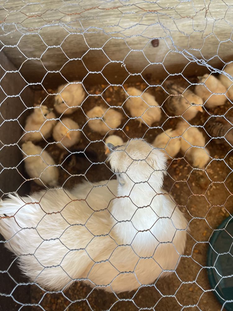 Galinhas sedosa nascidas na quinta