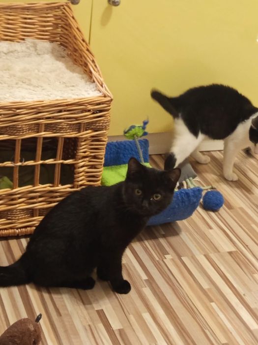 Mała czarna kotka szuka domu niewychodzącego