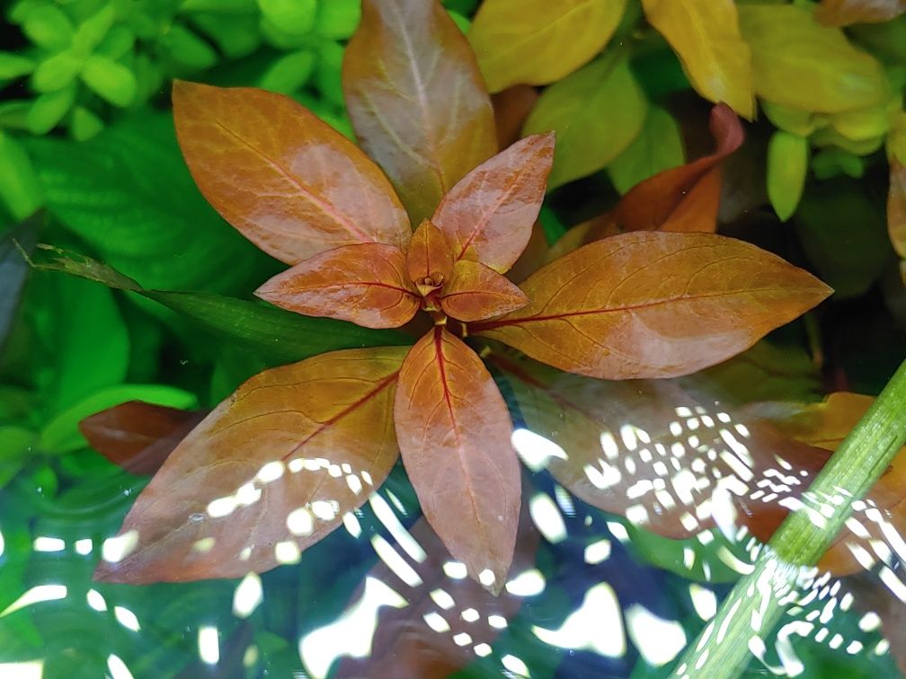 Людвігія Рубін (Ludwigia Repens Rubin) Акваріумні рослини