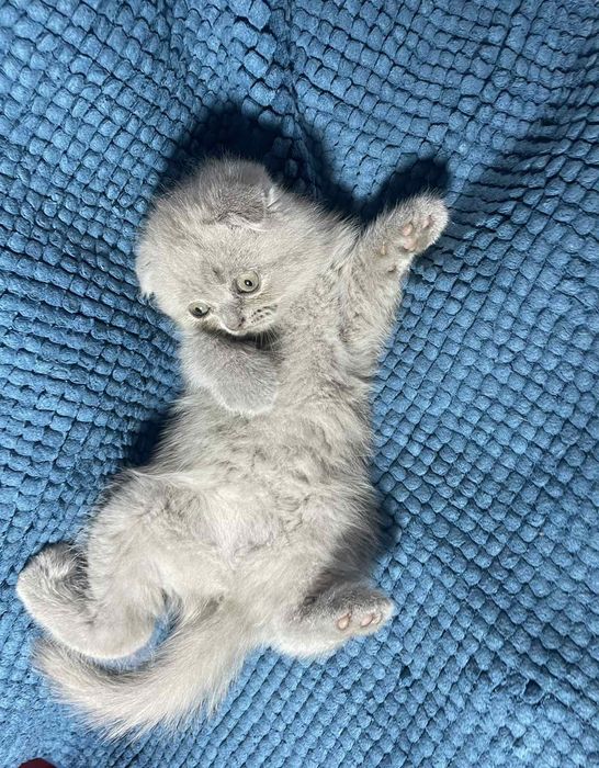 Шотландське кошеня - чудова плюшева  висловушка (Scottish Fold)