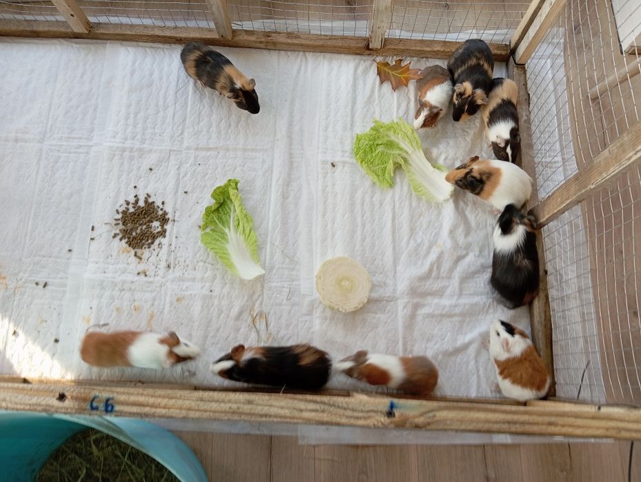 Świnka morska kawia domowa młode (niska cena tylko 2 tygodnie)