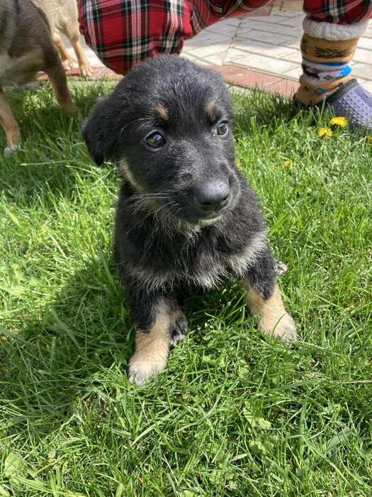 Віддамо дівчинку в добрі руки