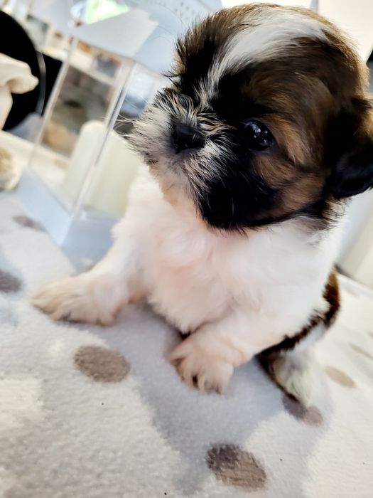 Sunia shih tzu wyprawka. Chip. Rodowód zapraszam