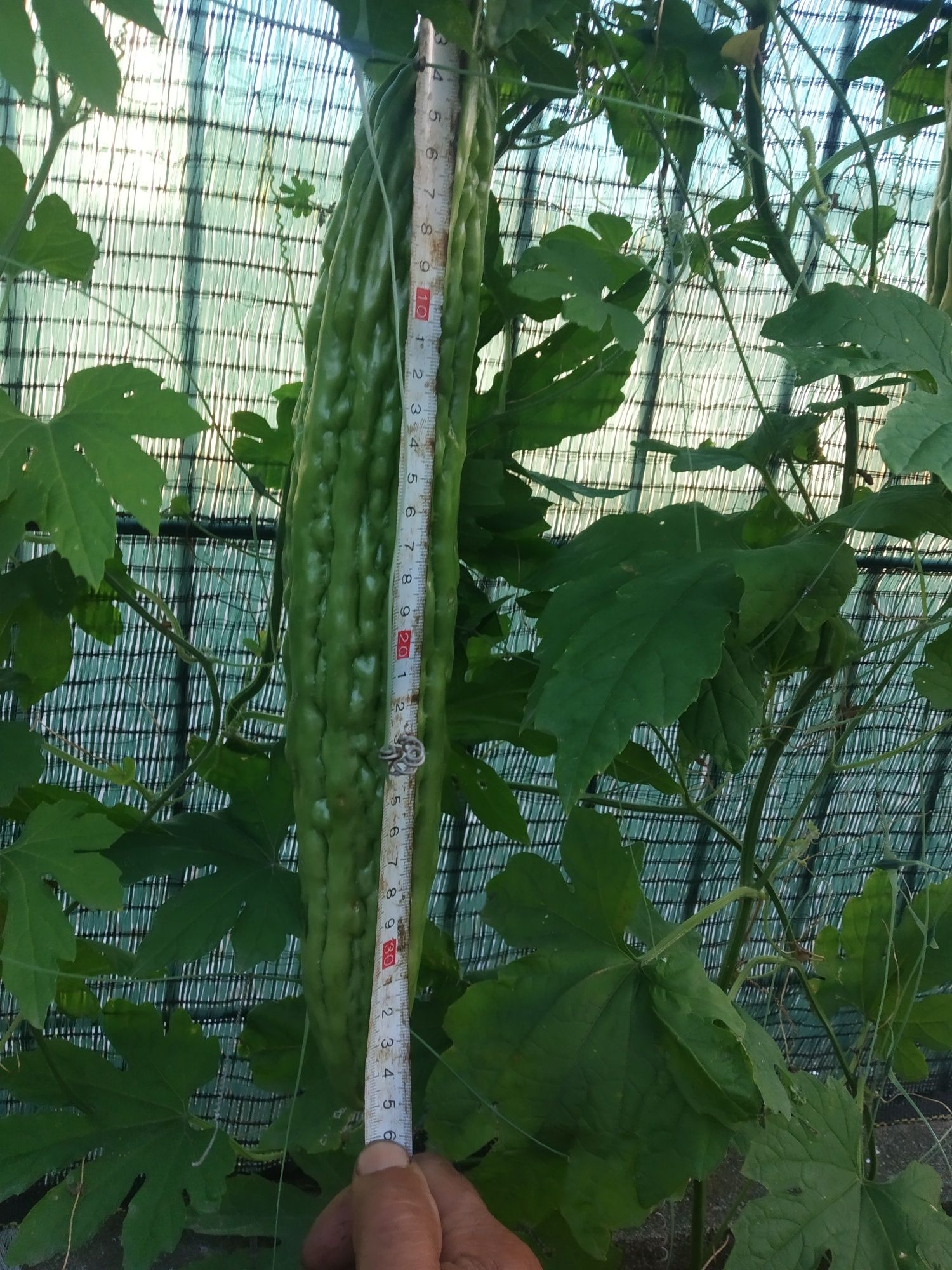 Plantas de  Melão São Caetano.