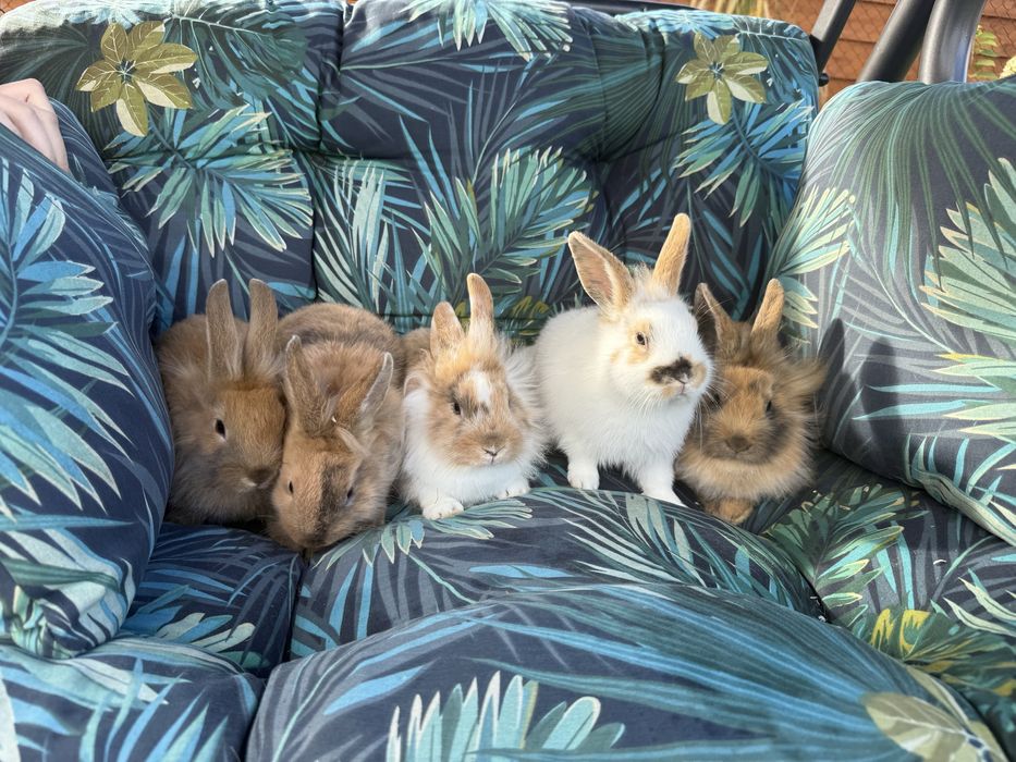 Sprzedam kroliki miniaturki 5 sztuk
