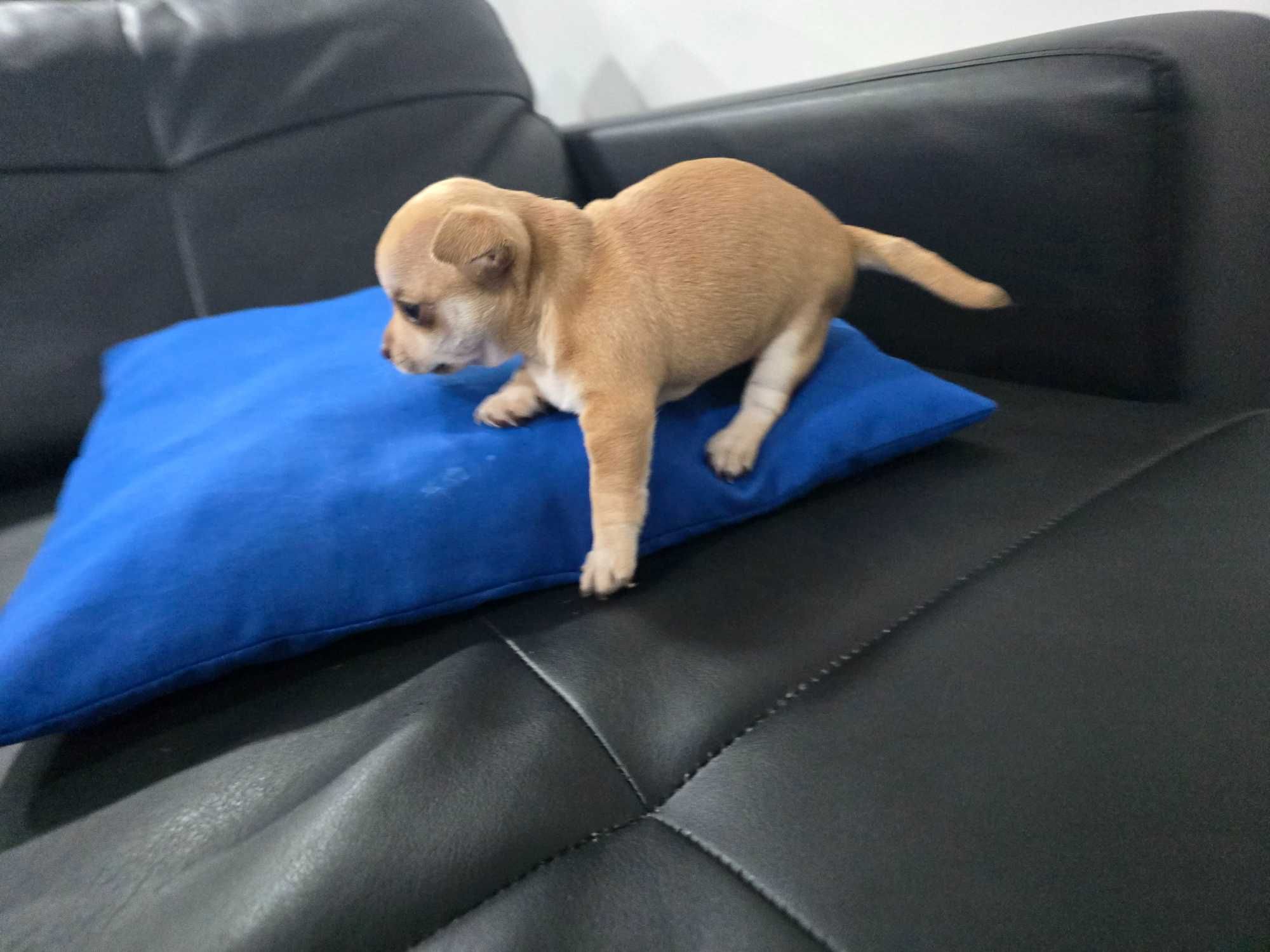 Mini  chihuahua cor exotica.