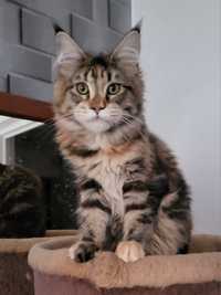 Koteczka Ewita Maine Coon