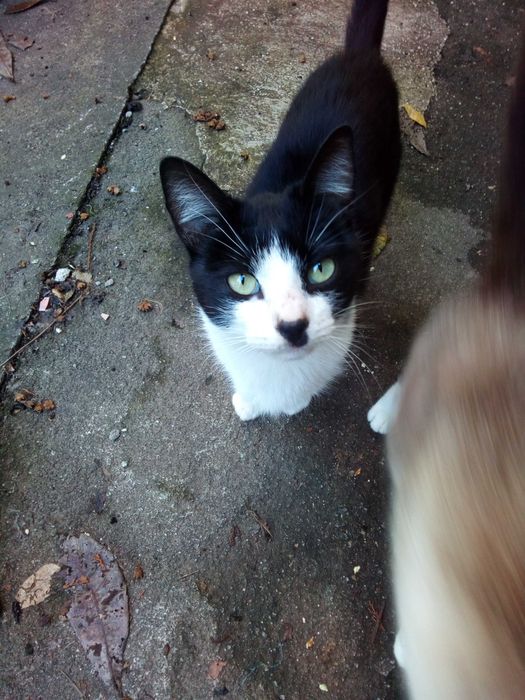 Gatos para dar - fofinhos