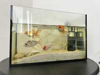 Aquario com 5 peixes
