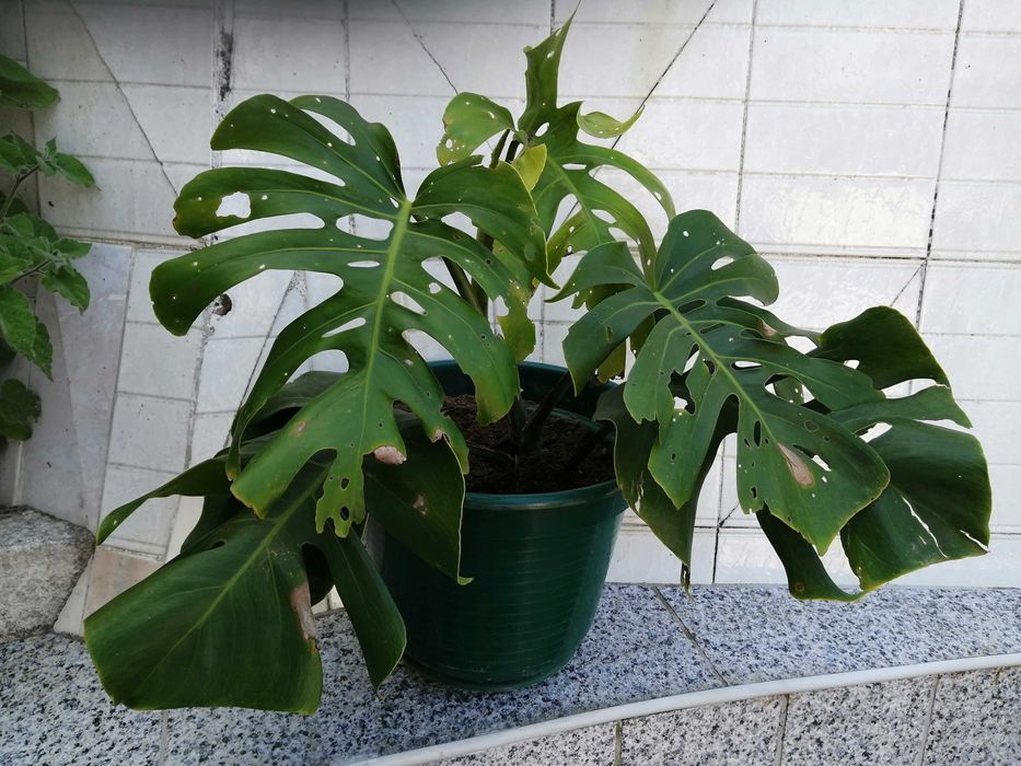 Planta Costela de Adão floreira antiga