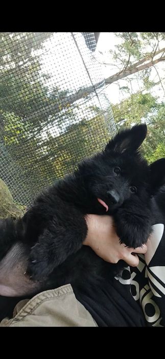 Owczarek niemiecki długowłosy