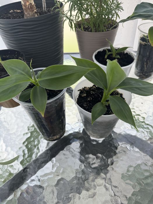 Продам банан кімнатний