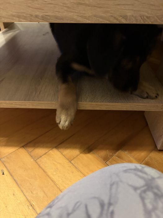 Oddam pieska za darmo