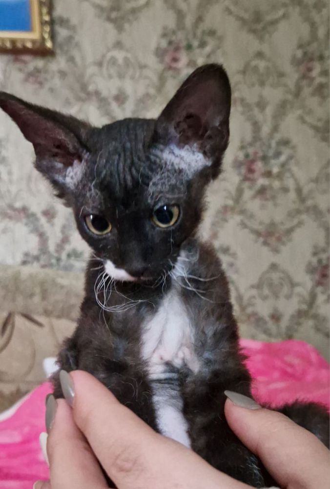 Дуже милий котик  кошеня хлопчик сфінкс Корніш девон рекс канадський