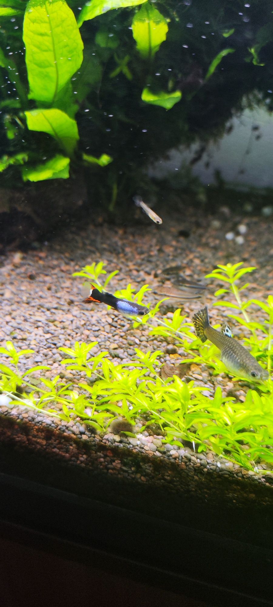 Guppys sortidos - Criação caseira