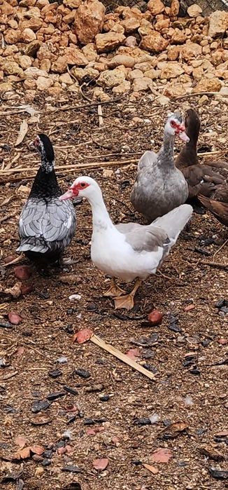 Codernizes, ovos e patos