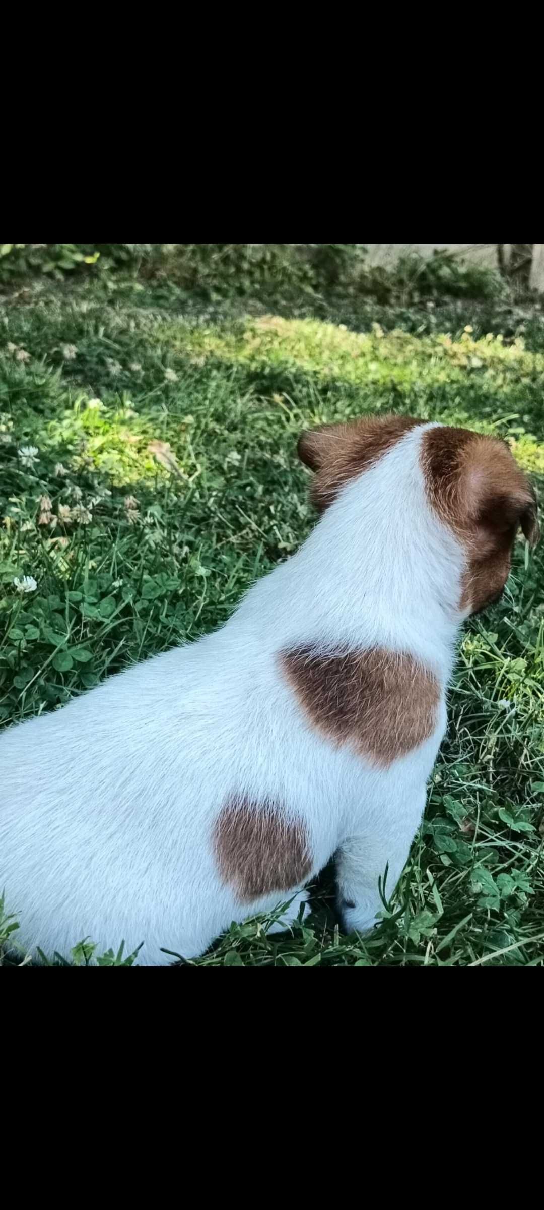 Jack russell terrier Piesek stary sącz