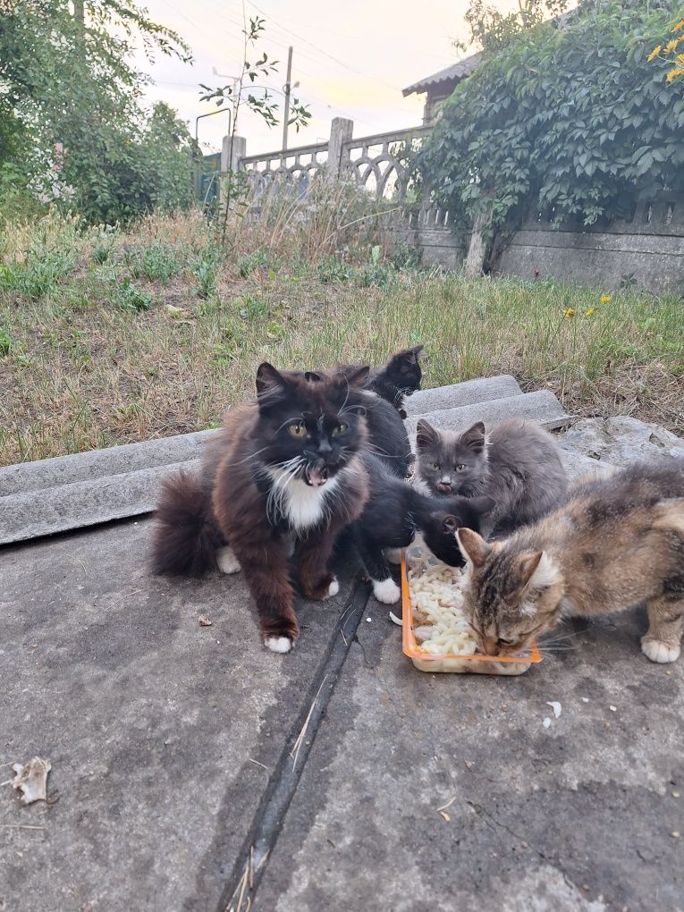 Котята бесплатно каменское