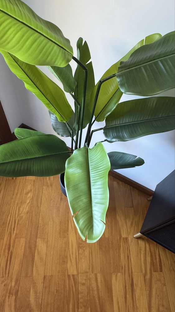Planta artificiais Strelitzia Nicolai 167cm + Vaso