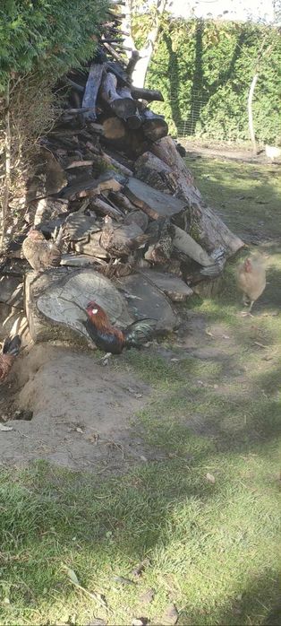 Kogótki i liliputki