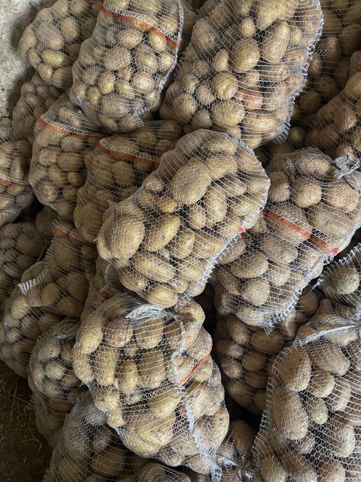 Ziemniaki jadalne lily