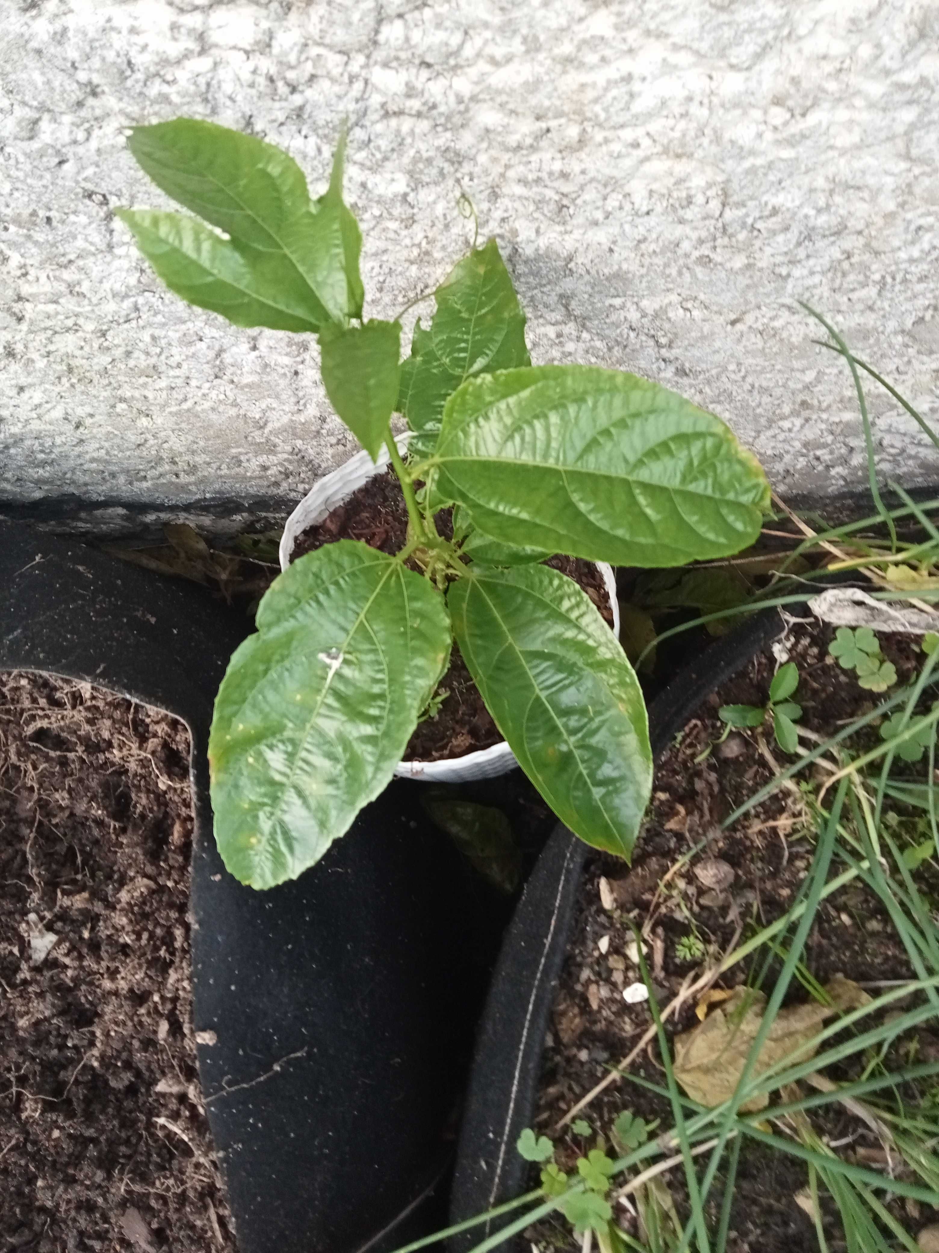 Plantas maracujá biológica