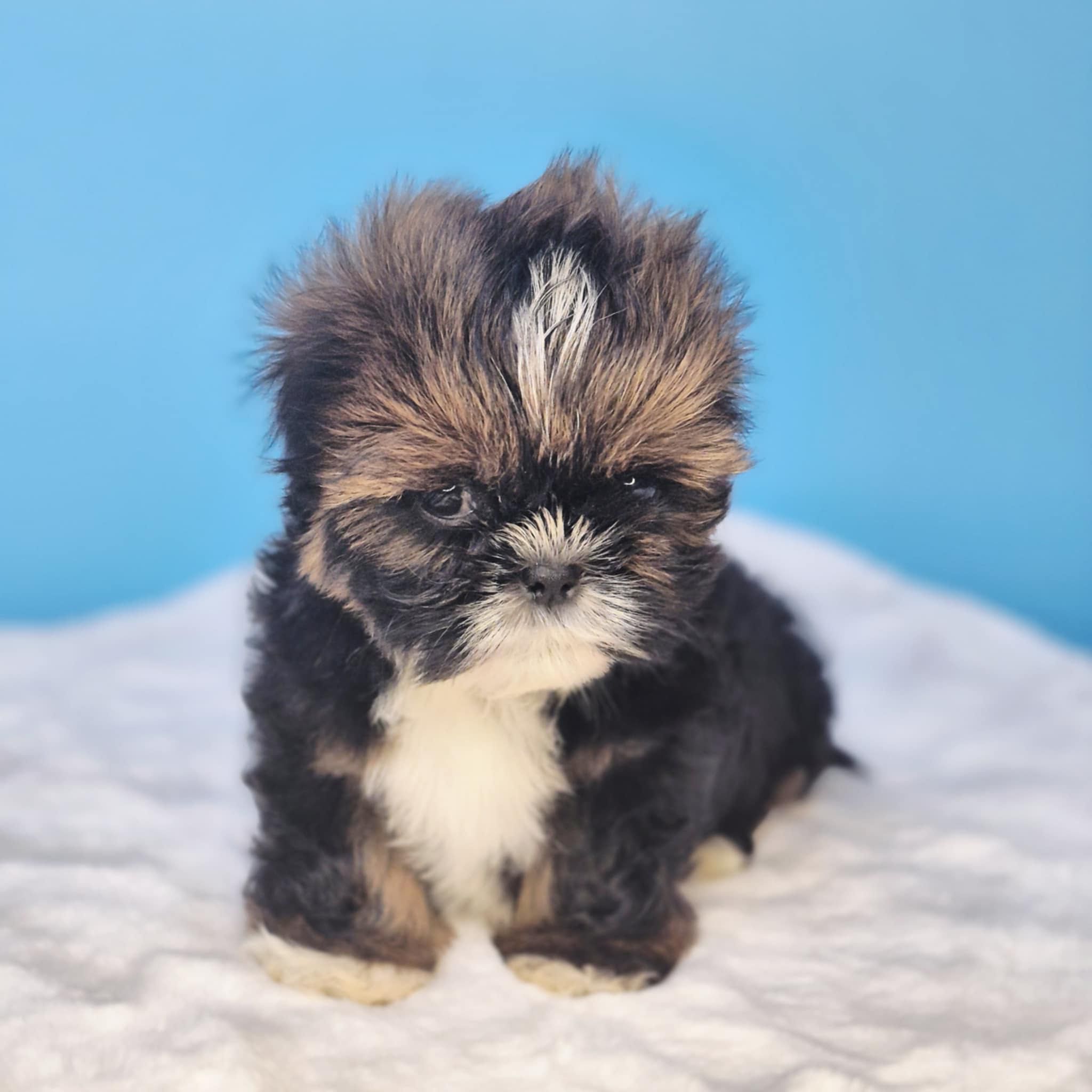 Shih Tzu samiec gotowy do odbioru