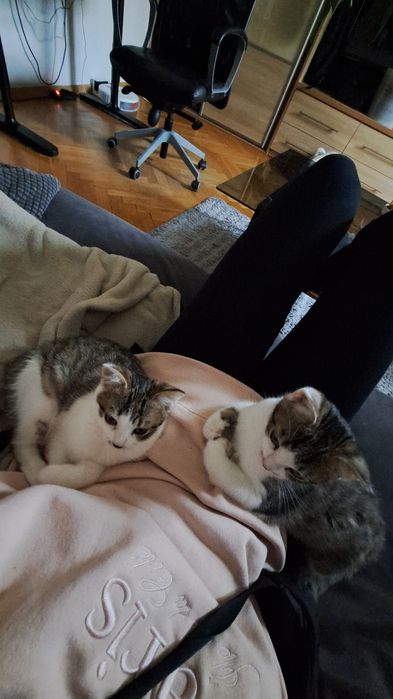 Opieka nad psem/kotem, petsitter, Warszawa, Bielany