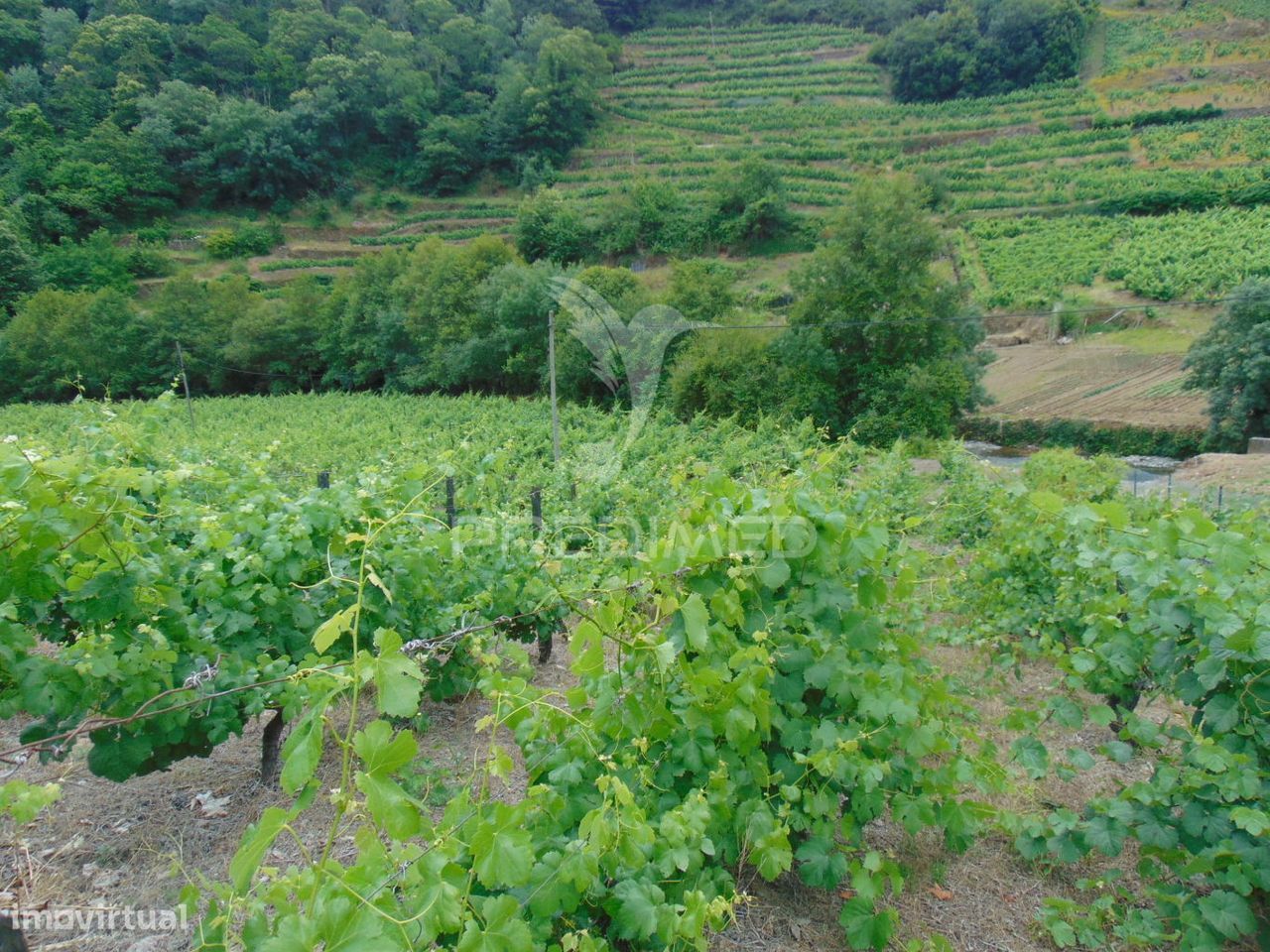 Quinta c/ vinha em produção em Santa Marta de Penaguião