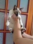 Кошка, киця, котята Сноу-шу